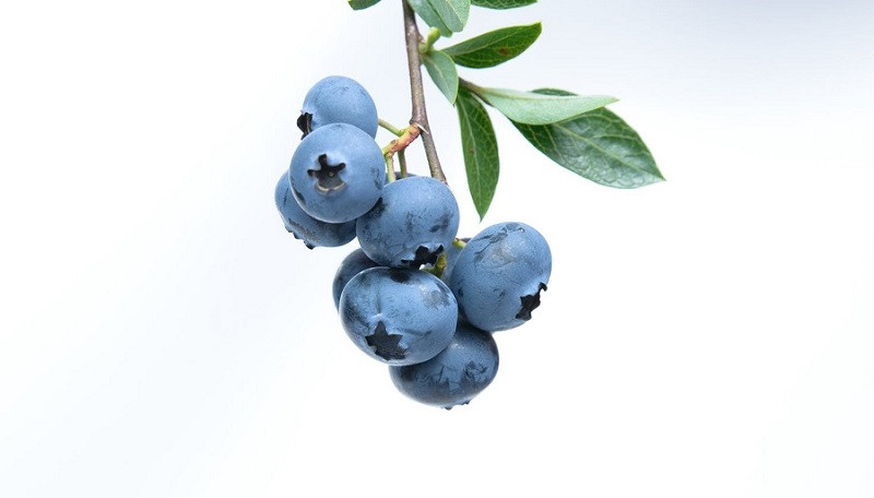 Blueberry properties