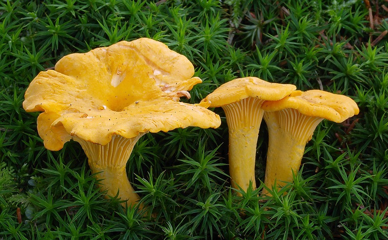 Chanterelle