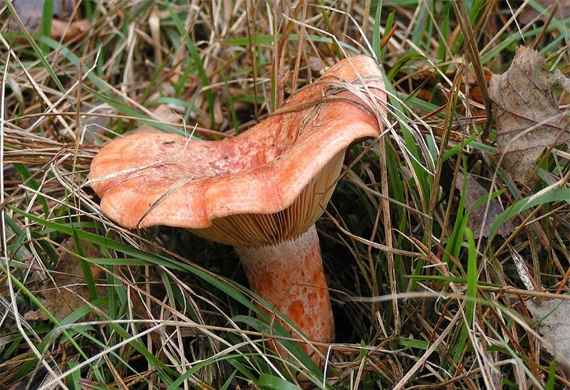 chanterelle