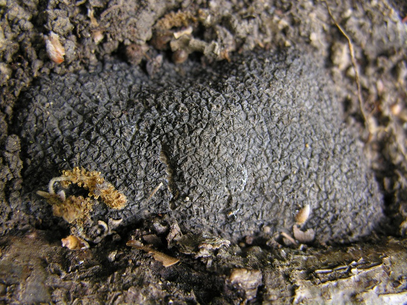 black truffle