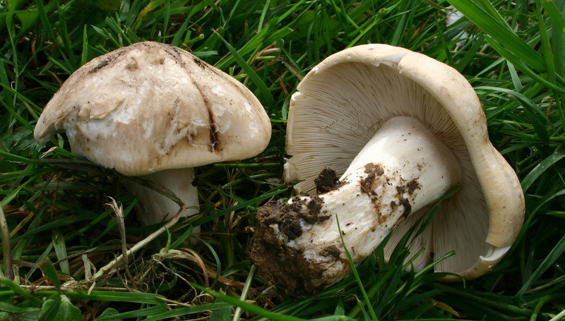 St. George mushroom