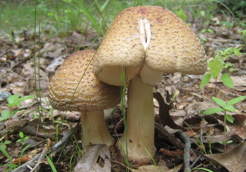 reddish amanita