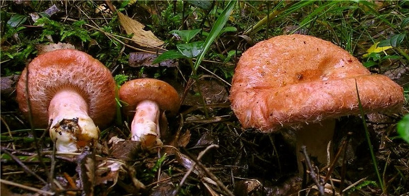 false chanterelle