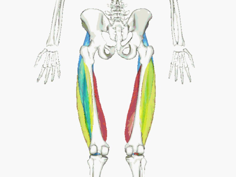 Quadriceps femoris