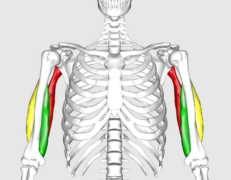 Triceps