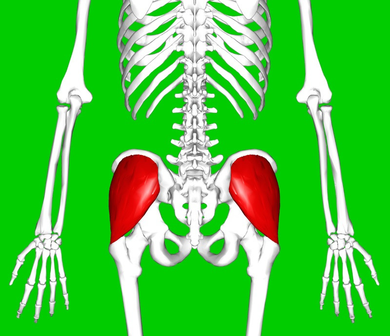 gluteus medius