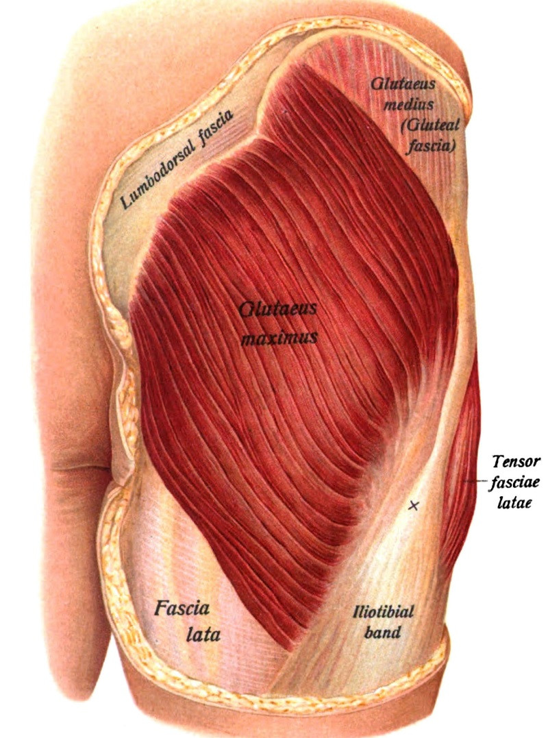 gluteus maximus