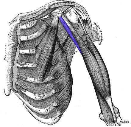 Coracobrachialis