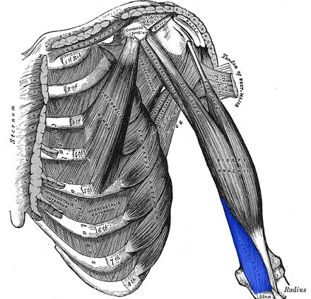 Brachial