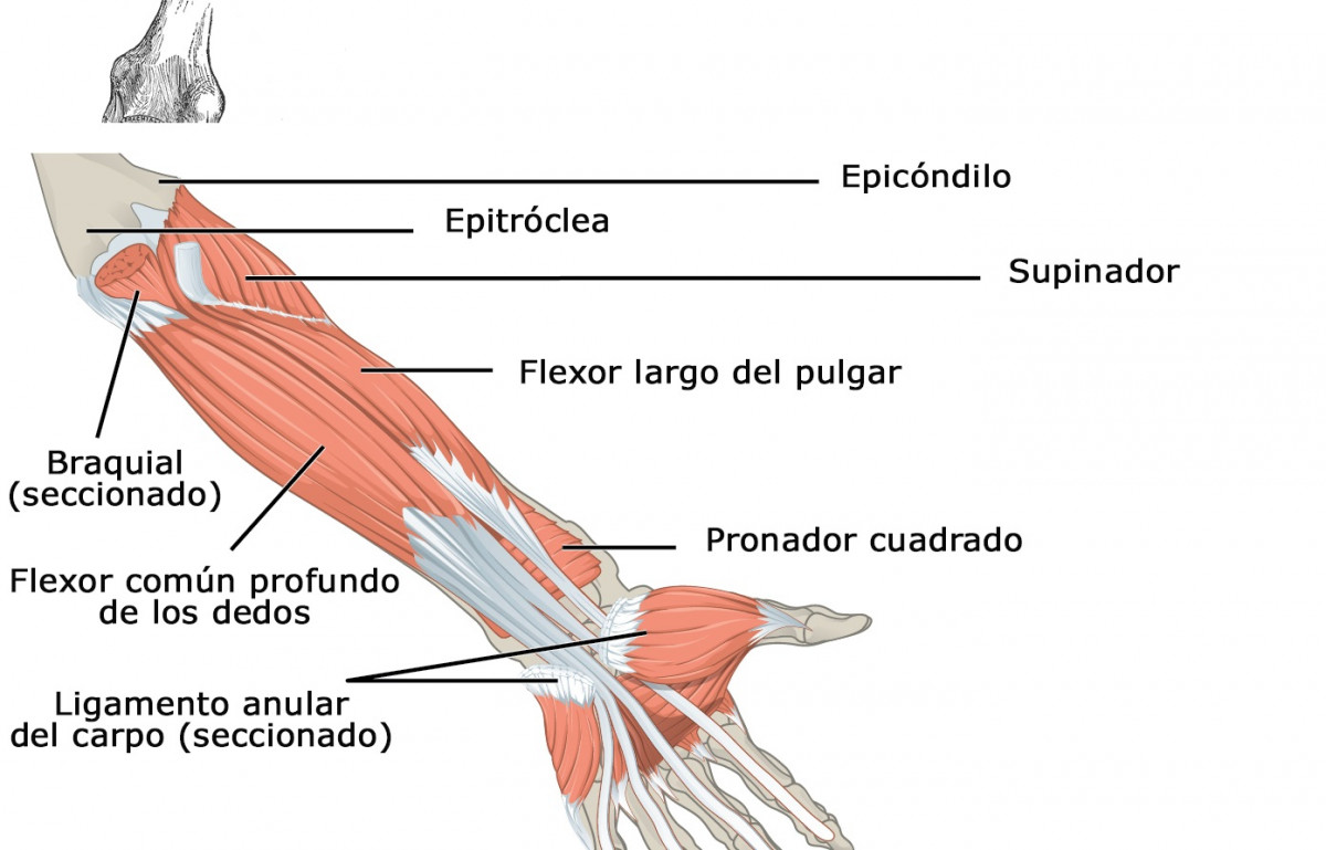 deep flexor digitorum muscle