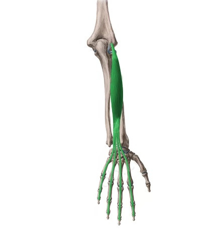 Extensor finger muscle