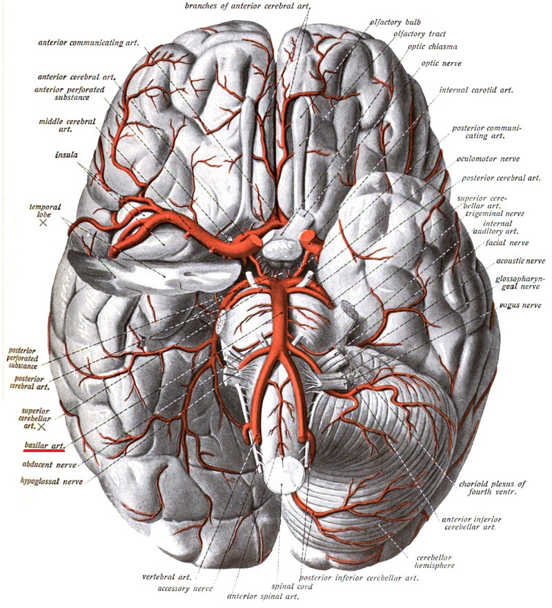 basilar artery