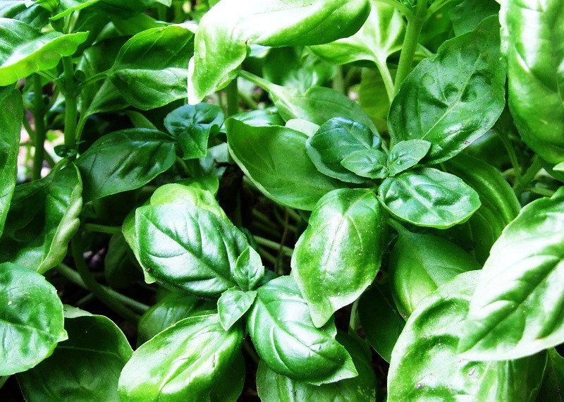 Basil