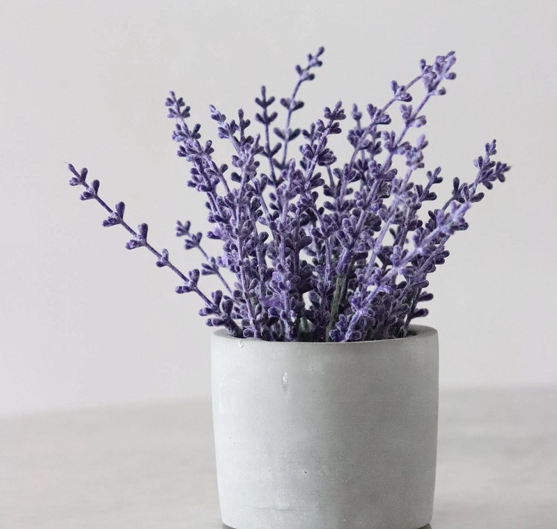 Lavender in pot