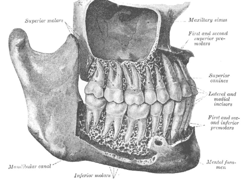 Premolars