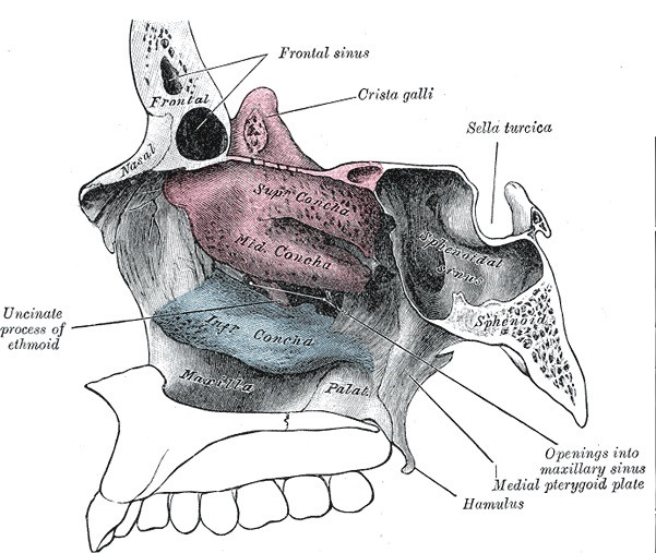 nasal shells