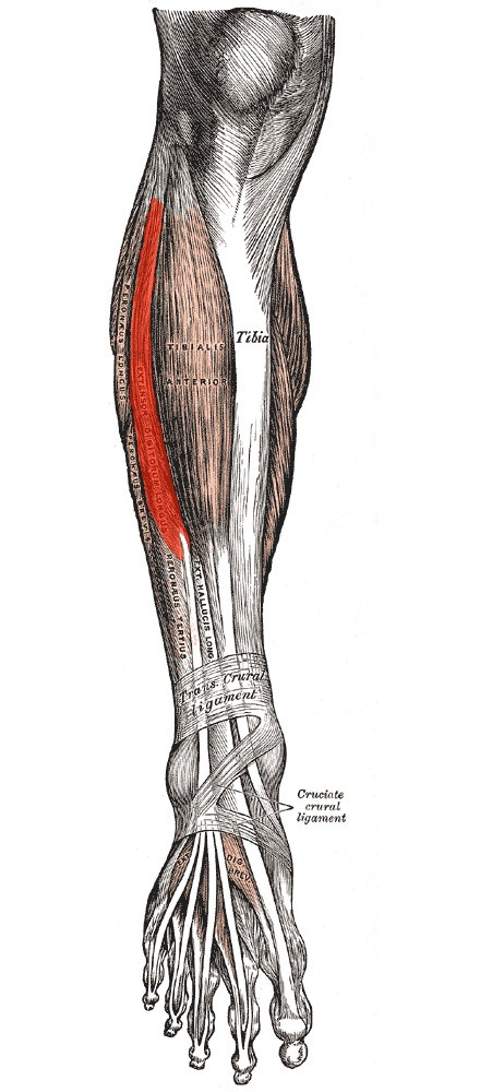 Extensor digitorum longus muscle