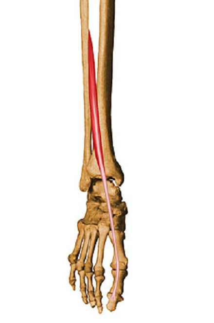 extensor hallucis muscle