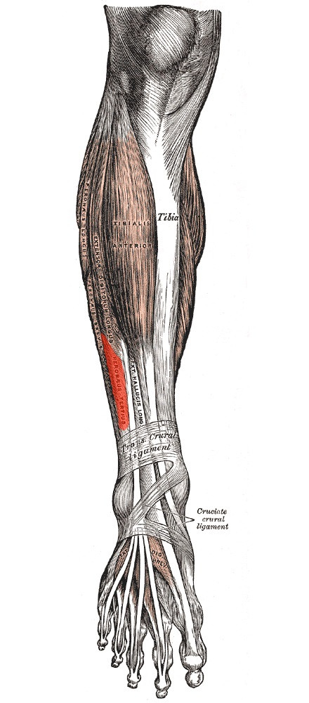 Third peroneal muscle