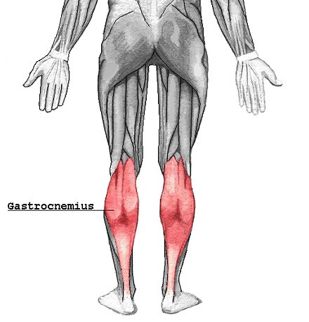 Gastrocnemius