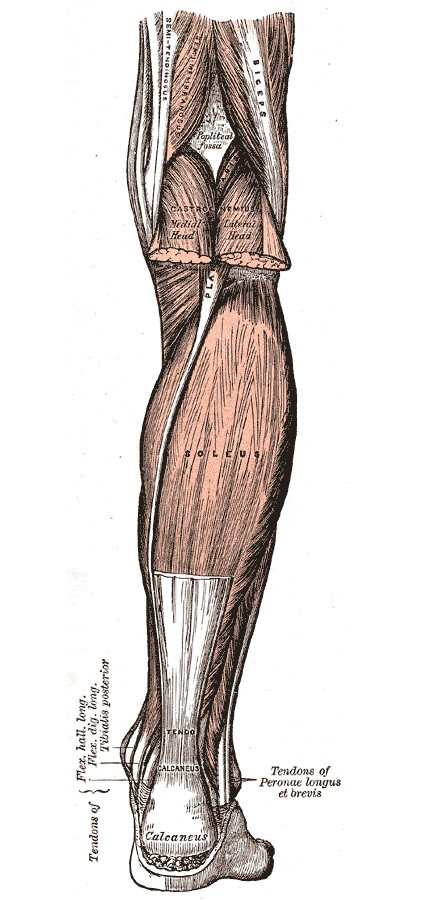 Soleus