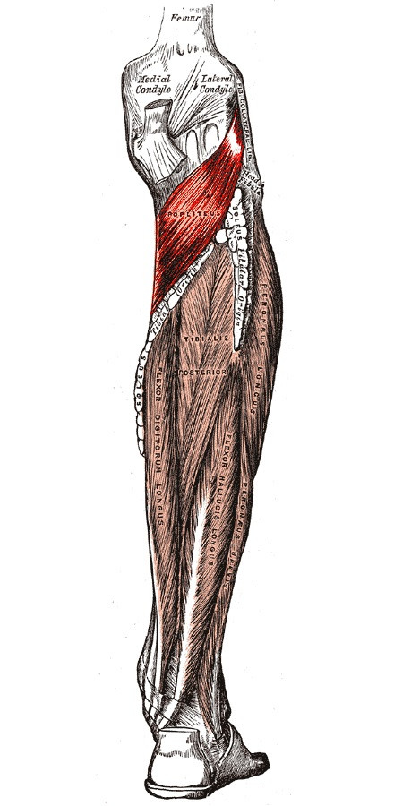 Popliteal