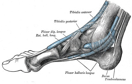 Posterior tibial