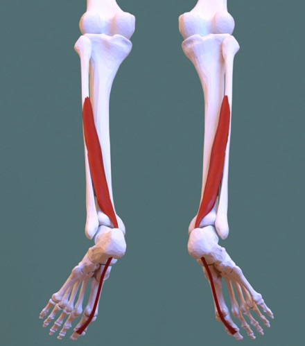 Leg Muscles: Types, Location, Characteristics and Functions ...