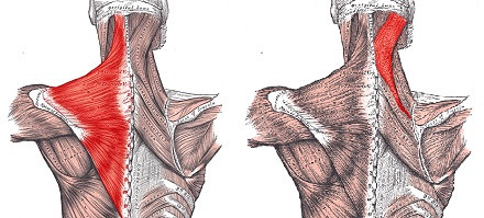 trapezium and splenium