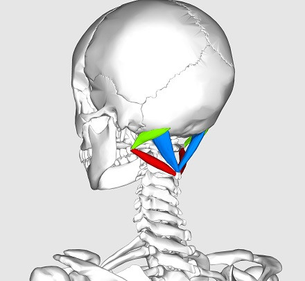 Suboccipital triangle