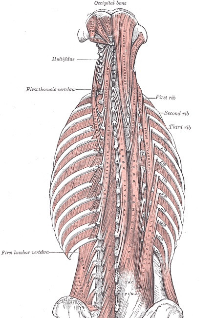 transversospinal muscles