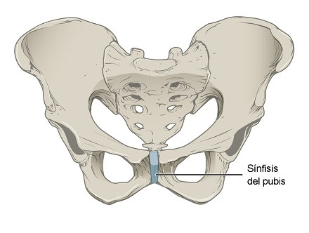 Symphysis