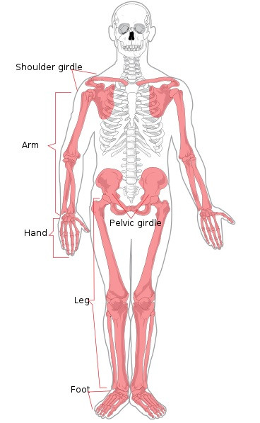 Appendicular skeleton