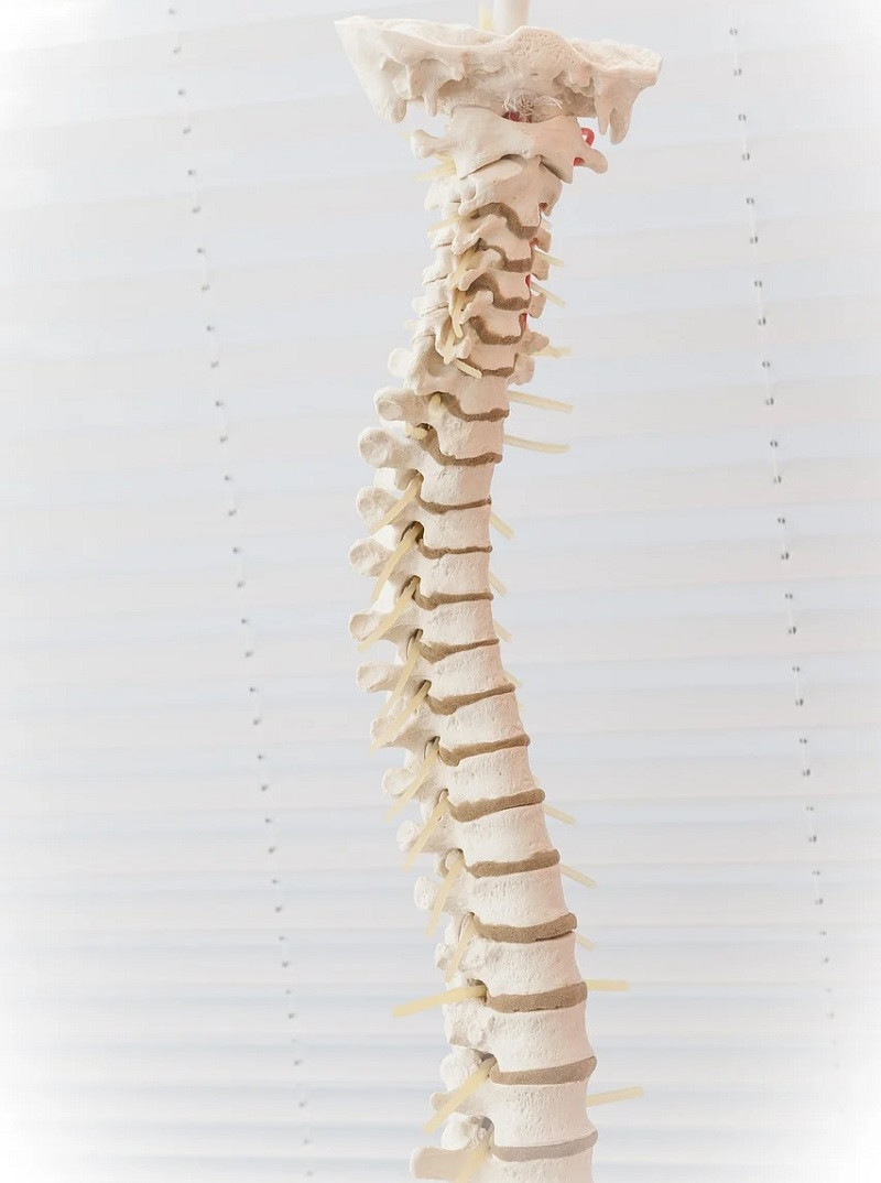 Spine