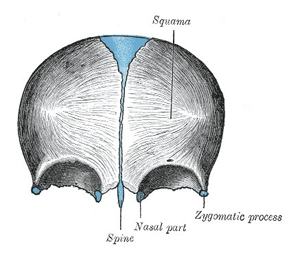 Frontal bone