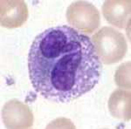 Eosinophil