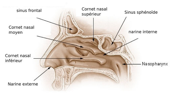 Nasal Cavity