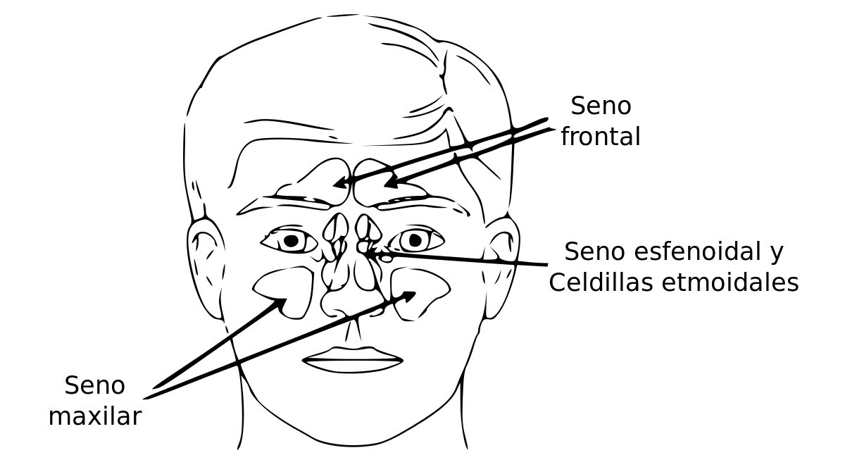 paranasal sinuses