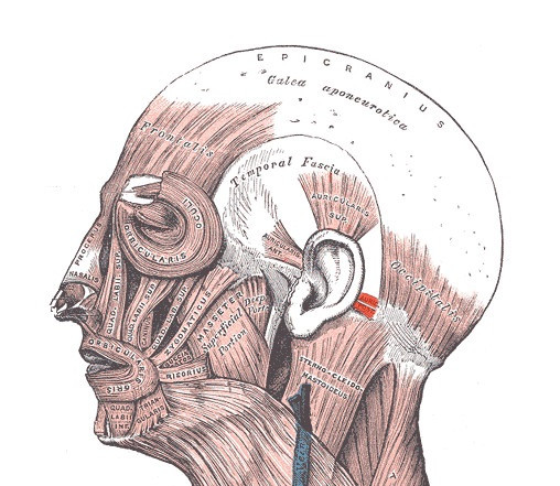 Posterior auricular muscle