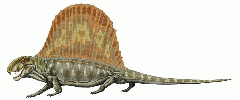 Dimetrodon