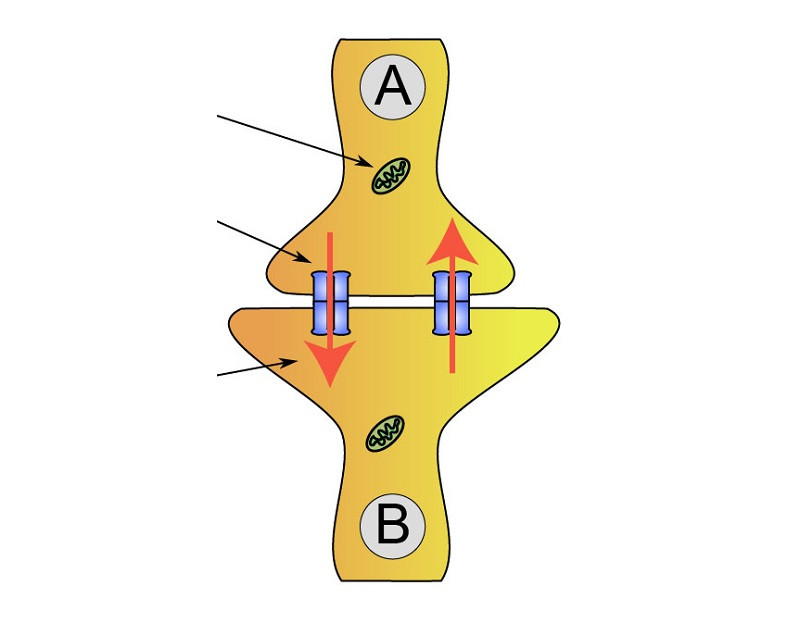 electrical synapses