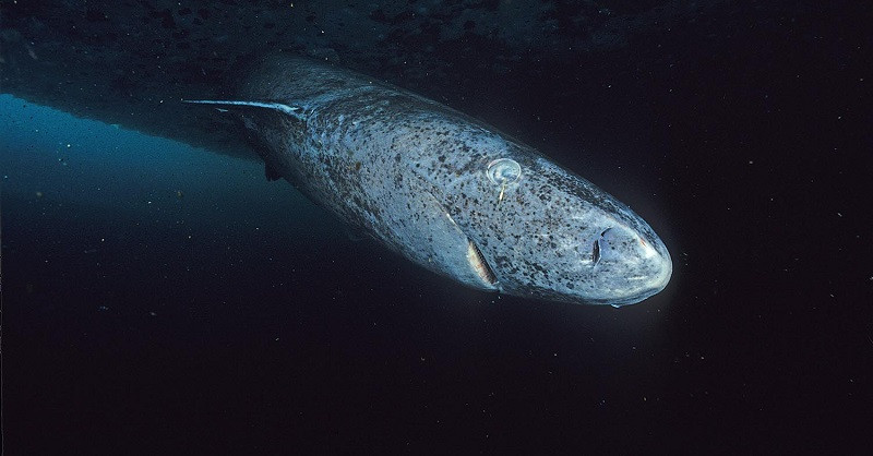 Boreal Shark