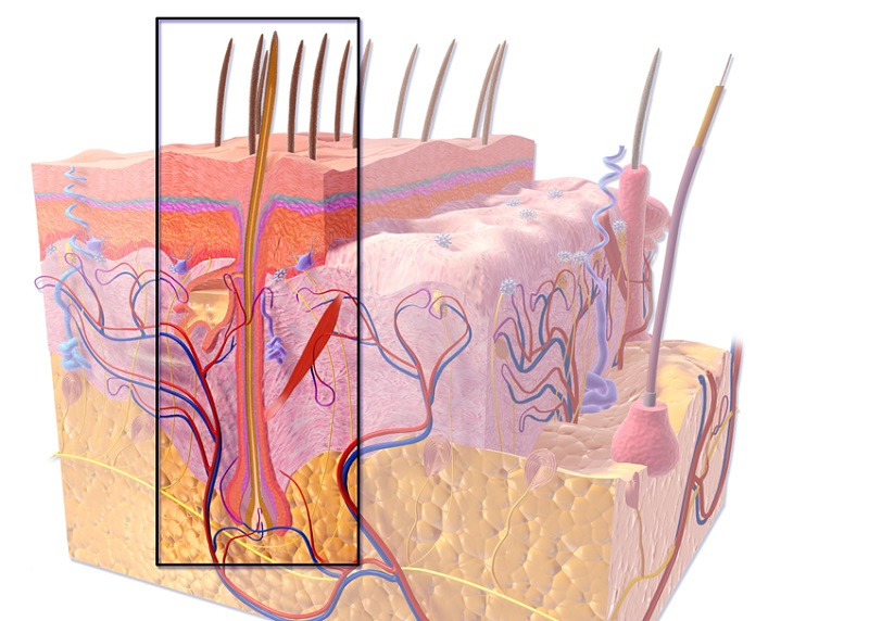 Stress alopecia