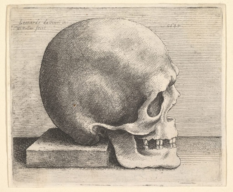 Skull