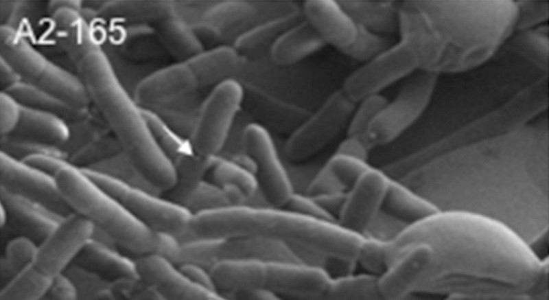 Faecalibacterium