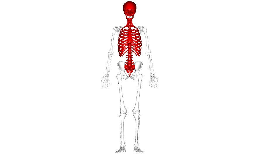 Axial skeleton