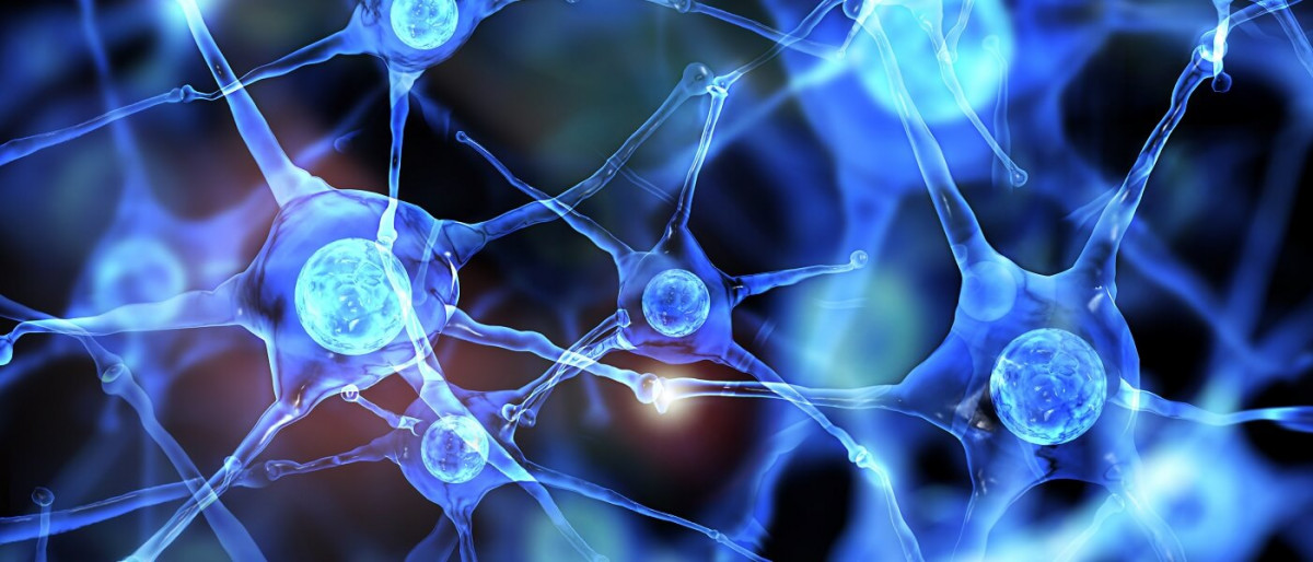 Neurons