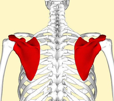 Scapula