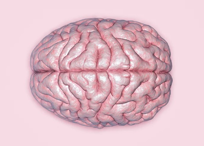 hemispheres of the brain