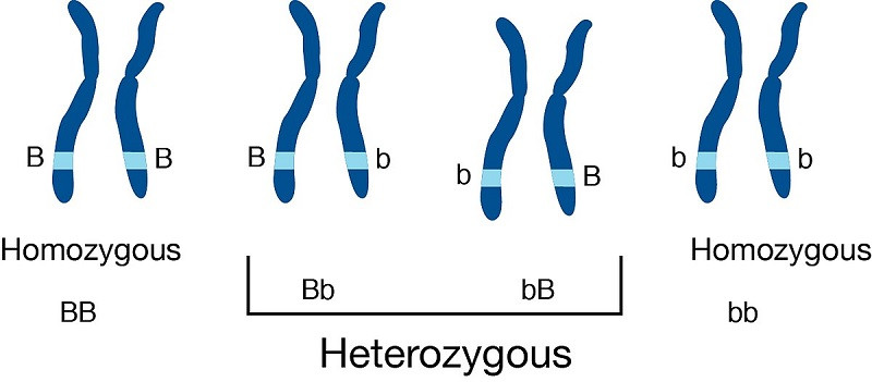 heterozygous